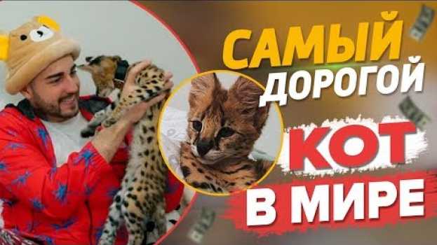 Video КУПИЛ КОТА GUCCI ЗА ПОЛМИЛЛИОНА РУБЛЕЙ!   türkçe