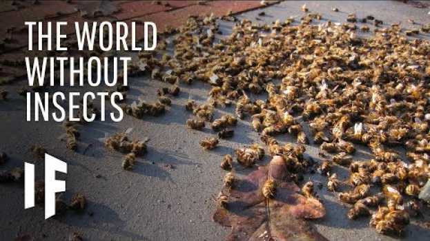 Video What If Insects Disappeared From The Planet? en español