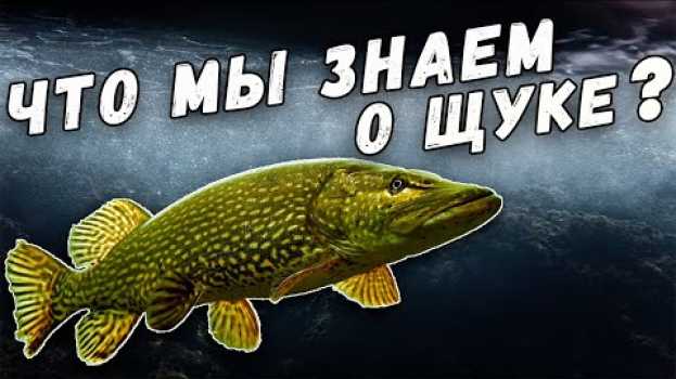 Video Что Мы Знаем о Щуке? Интересные Факты. Рекорды. Самая Большая Щука. su italiano