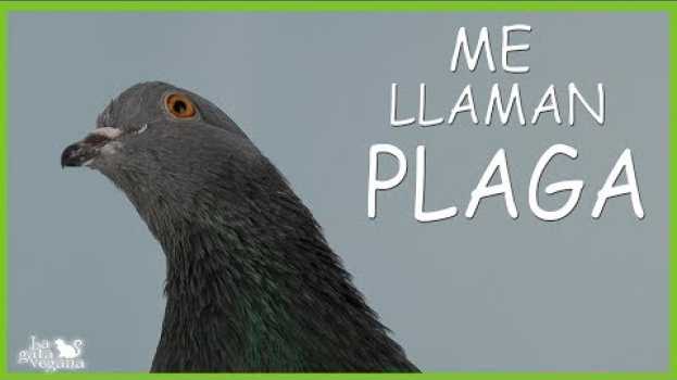 Video ME LLAMAN PLAGA..... PERO MI VIDA TAMBIÉN TIENE VALOR | CONCIENCIACIÓN DE RESPETO A LAS PALOMAS in English