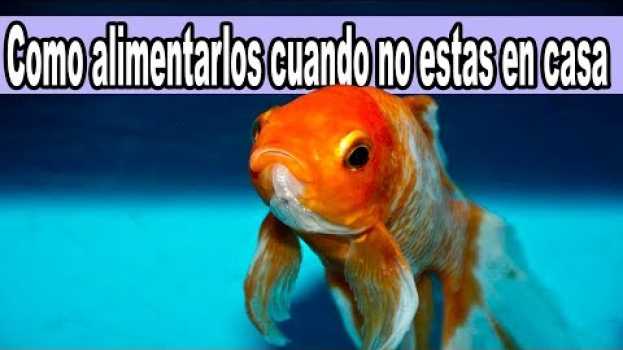 Video Como Alimentar a Los Peces Cuando Te Vas de Vacaciones su italiano