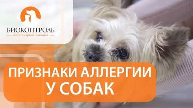 Video Аллергия у собак симптомы. 🐕 Как выявить симптомы аллергии у собак? en français