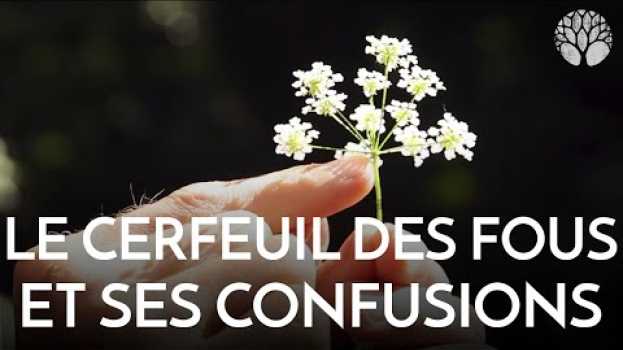Видео Le cerfeuil des fous et ses confusions ! на русском