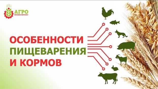 Video Работа пищеварительной системы у животных, птиц и рыб. Виды систем пищеварения. auf Deutsch
