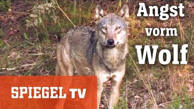 Video Zum Abschuss freigegeben: Die Angst vor dem Wolf | SPIEGEL TV po polsku