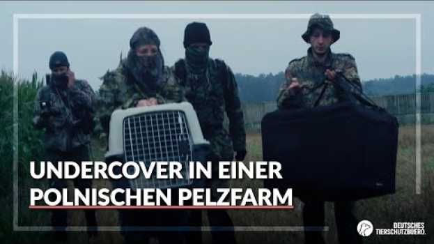 Video Undercover in einer polnischen Pelzfarm en español