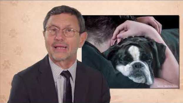 Video L'attachement, un lien unique po polsku