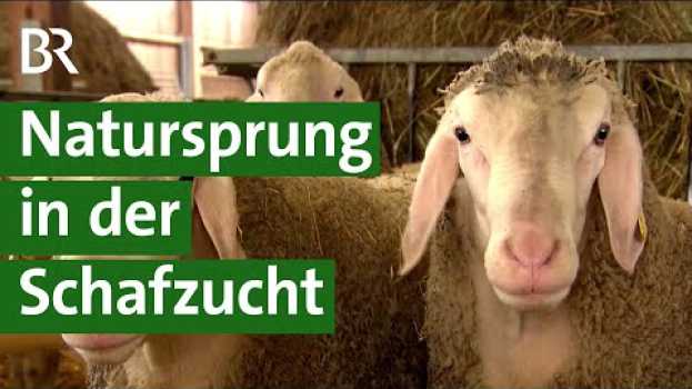 Video Zucht bei Schafen: Fitte und gesunde Lämmer mit Natursprung und Vaterschaftstest | Unser Land | BR po polsku