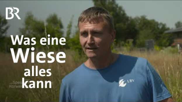 Video Was eine Wiese alles kann: Ökologischer Ausgleich | Zwischen Spessart und Karwendel | BR   türkçe