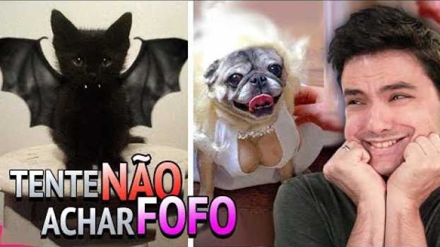 Video TENTE NÃO ACHAR FOFO - Animais no Halloween! [+10] en français