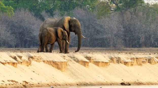 Video Why Elephant Moms Always Stay Close to their Calves po polsku