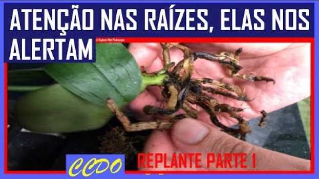 Video 5 SINAIS E ALERTAS DAS RAÍZES DAS ORQUÍDEAS (raízes secas, podres, mortas) Replante Mini Phalaenopis   türkçe