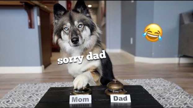 Video My Huskies Tell Me How They Really Feel.. su italiano