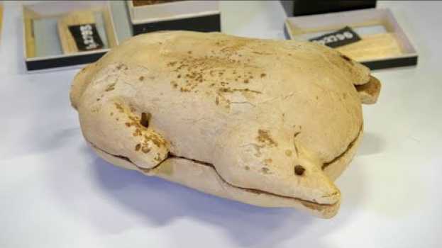 Video Ancient Egyptian Tombs Were Crammed Full of Snacks em português
