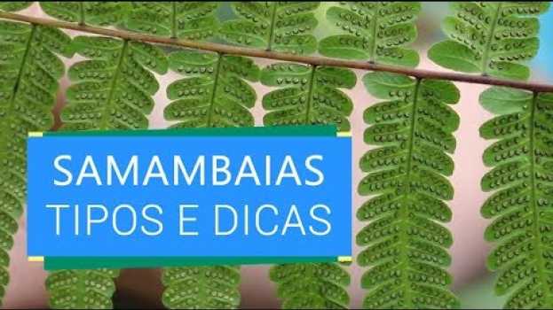Video O MUNDO DAS SAMAMBAIAS - TIPOS DE SAMAMBAIAS E DICAS auf Deutsch