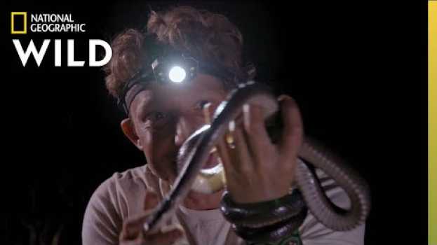 Video A Snake Encounter Gone Wrong | Out There With Jack Randall em português