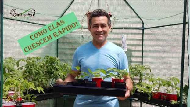 Video Segundo Tour pela Nossa Pequena Estufa / Second Tour on Our Little Greenhouse su italiano