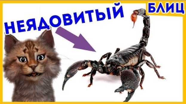 Video Как узнать ЯДОВИТЫЙ СКОРПИОН или НЕТ? | Котоновости БЛИЦ po polsku
