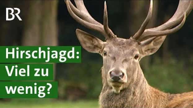Video Werden Hirsche zu wenig gejagt? Rotwild gefährdet Wälder in den Ammergauer Alpen | Unser Land | BR en français
