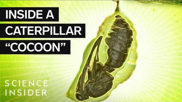 Video What’s Inside A Caterpillar 'Cocoon?' po polsku