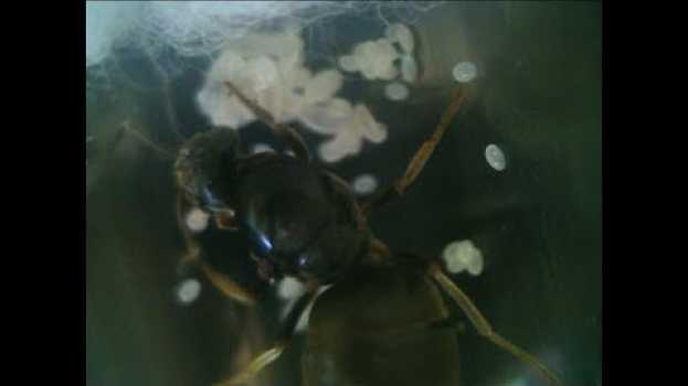 Video Arbolita, una hormiga lasius niger (o grandis) llega a casa (Arbolita 1x01) su italiano