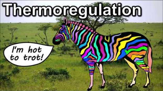 Video Why Do Zebras Have Stripes? The Jury Is In!   türkçe