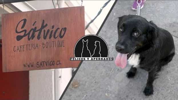 Video SÁTVICO CON UN SABOR PARA TODOS ¡HASTA PARA LAS MASCOTAS!   türkçe