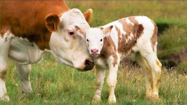 Video Best of: Animal Moms Love Their Babies | Mothers Day | Love Nature auf Deutsch