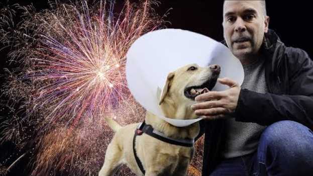 Video 8 Consejos si tu PERRO tiene Miedo a los PETARDOS, COHETES Y PIROTECNIA   türkçe