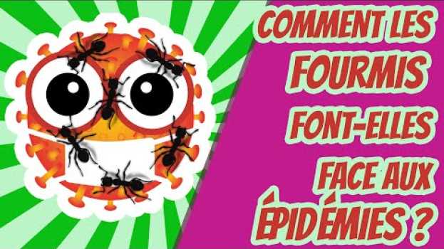 Video Comment les fourmis font-elles face aux épidémies ? Cuicui Express # Numéro Special + English subs in English