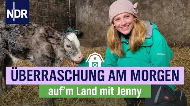 Video Geburt im Stall - süßes Kälbchen bringt den Tag durcheinander| Folge 10 | NDR auf'm Land   türkçe