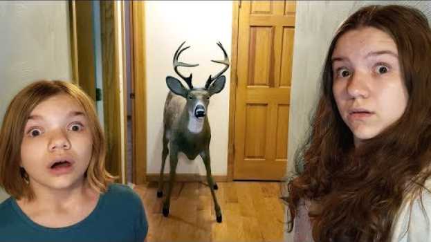Video DEER IN OUR HOUSE. en español