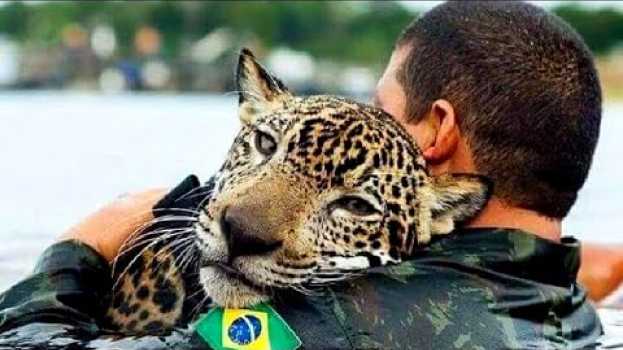Video Als der Jaguar im Fluss ertrank, sprang der Mann sofort ins Wasser in English
