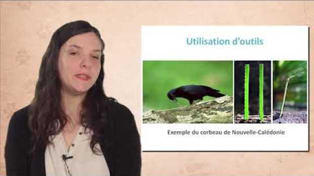Video L'intelligence animale : exemple des corvidés   türkçe
