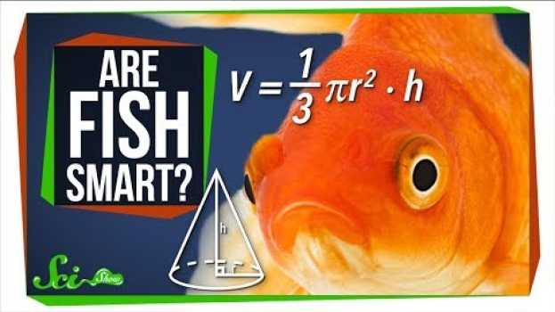 Video Fish Are Way Smarter Than You Think auf Deutsch