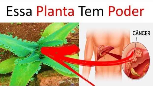 Видео Aranto a Planta que Pode Curar até Câncer / 7 Benefícios (Legendado) на русском