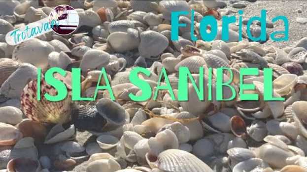 Video ¡La mejor playa de Florida para recoger caracoles raros! auf Deutsch