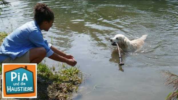 Video Golden Retriever | Information für Kinder | Pia und die Haustiere en français