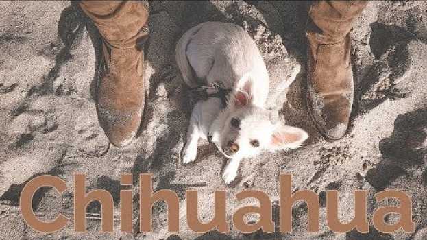 Video Ist ein Chihuahua der richtige Hund für mich? |✪| Yuna Adventures   türkçe