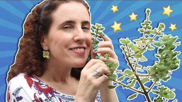Video 🌿✨ A MIRRA E SEUS PODERES! | Nô Figueiredo   türkçe