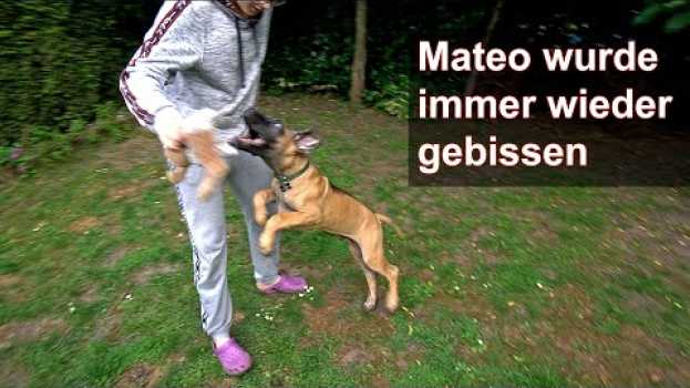 Video Mateo wurde immer wieder gebissen | Cane Corso Welpe | Vlog 48 | Deutsch in English