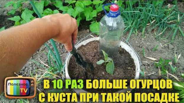 Video В 10 РАЗ БОЛЬШЕ ОГУРЦОВ С КУСТА ПРИ ТАКОМ ВЫРАЩИВАНИИ in English