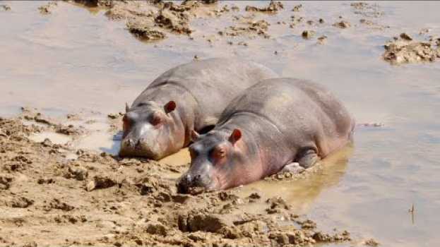 Video The Noise Made by Wild Hippos Can Be Deafening em português