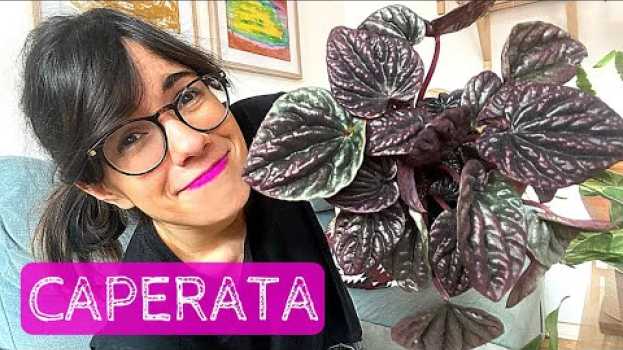 Video PEPEROMIA PLANT CARE | How to care for peperomia caperata em português