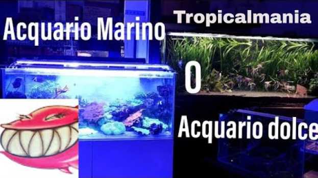Video Acquario marino o acquario dolce: Quali le differenze tra acquario marino e acquario dolce in English