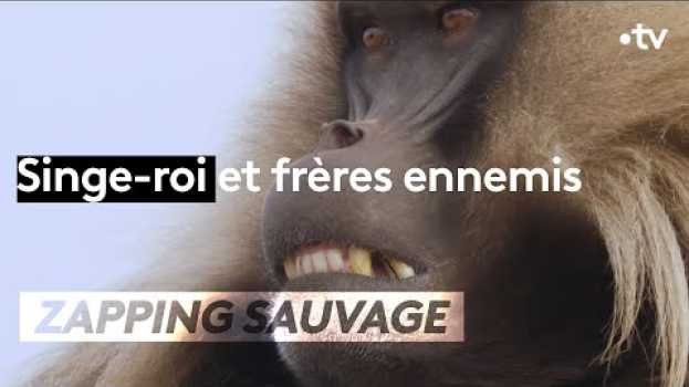 Video Singe-roi et frères ennemis, le pouvoir à tout prix - ZAPPING SAUVAGE en español