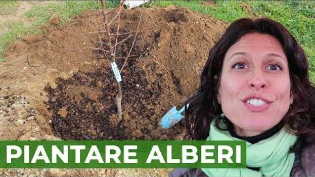 Video Come PIANTARE ALBERI da frutto 🌳  | ORTO auf Deutsch