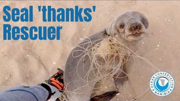 Video Baby seal THANKS his rescuers auf Deutsch