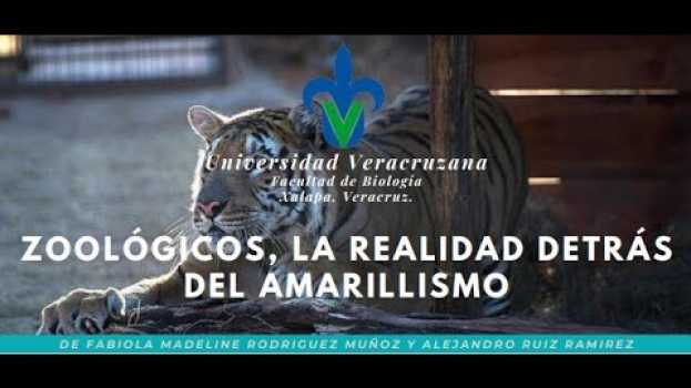 Video Zoológicos: La realidad detrás del amarillismo em português