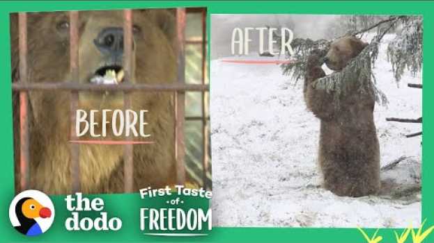Video Bear Who Spent His Life In A Cage Is Thrilled To Play In Snow  | The Dodo First Taste Of Freedom   türkçe